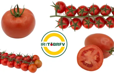 Tomates IR ToBRFV