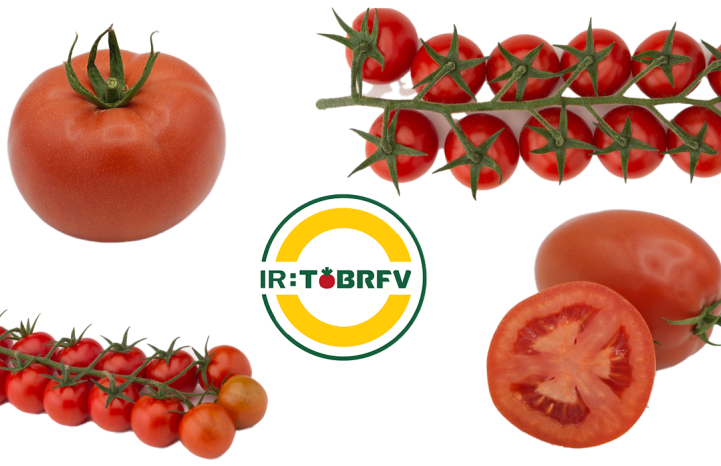 Tomates IR ToBRFV
