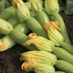 Courgette