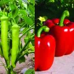 Piment et Poivron